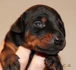 Hndin "rot" 14 Tage alt / female "red" 14 days old